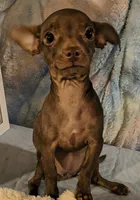 Sage, a female Chihuahua for sale in Lebanon, MO – 3 of 6