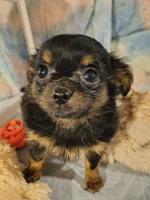 Precious , a female Chihuahua for sale in Lebanon, MO – 6 of 6