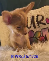 Alto- LC, a male Chihuahua for sale in Lebanon, MO – 5 of 5
