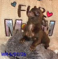 Franky, a male Chihuahua for sale in Lebanon, MO – 3 of 6