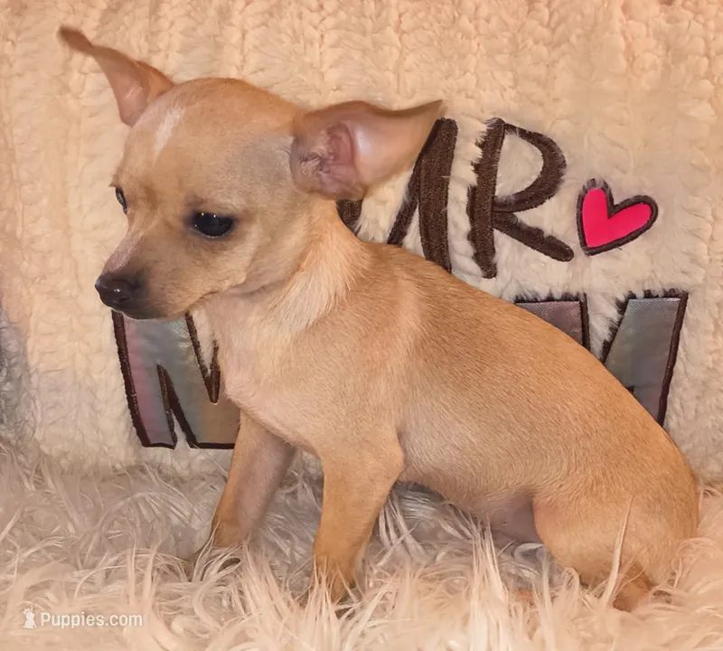 Chad – Chihuahua puppy for sale in Lebanon, MO