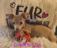 Rosie, a female Chihuahua for sale in Lebanon, MO – 3 of 6