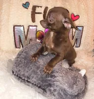 Franky, a male Chihuahua for sale in Lebanon, MO – 6 of 6