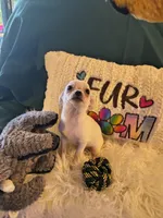 Casper, a male Chihuahua for sale in Lebanon, MO – 5 of 6