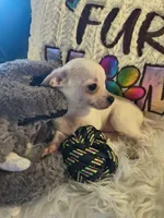 Casper, a male Chihuahua for sale in Lebanon, MO – 6 of 6