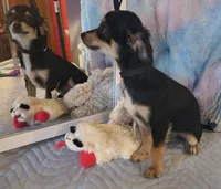 Coyote , a male Chihuahua for sale in Lebanon, MO – Photo 5 of 6