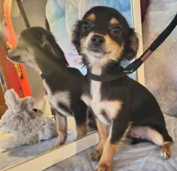 Coyote , a male Chihuahua for sale in Lebanon, MO – Photo 6 of 6