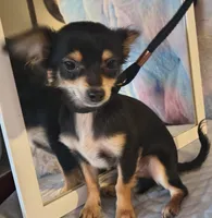 Coyote , a male Chihuahua for sale in Lebanon, MO – Photo 1 of 6