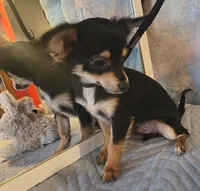 Coyote , a male Chihuahua for sale in Lebanon, MO – Photo 4 of 6