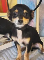 Coyote , a male Chihuahua for sale in Lebanon, MO – Photo 2 of 6