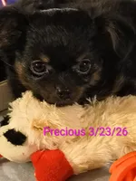 Precious , a female Chihuahua for sale in Lebanon, MO – 4 of 6