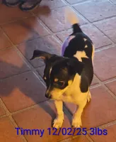 Timmy , a male Chihuahua for sale in Lebanon, MO – Photo 2 of 5