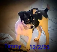 Timmy , a male Chihuahua for sale in Lebanon, MO – Photo 1 of 5