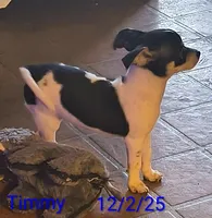 Timmy , a male Chihuahua for sale in Lebanon, MO – Photo 3 of 5