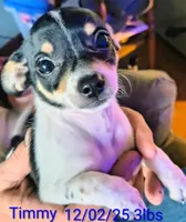 Timmy , a male Chihuahua for sale in Lebanon, MO – Photo 5 of 5