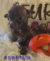 Winston, a male Chihuahua for sale in Lebanon, MO – 3 of 6