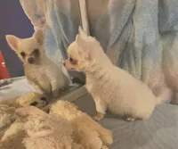 Morning Star, a female Chihuahua for sale in Lebanon, MO – 4 of 4