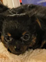 Precious , a female Chihuahua for sale in Lebanon, MO – 5 of 6