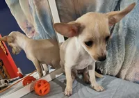 Benji, a male Chihuahua for sale in Lebanon, MO – 3 of 4