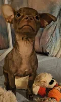 Sage, a female Chihuahua for sale in Lebanon, MO – 5 of 6