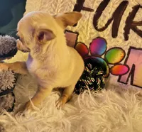 Tabolt, a male Chihuahua for sale in Lebanon, MO – 3 of 6