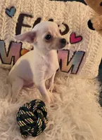 Casper, a male Chihuahua for sale in Lebanon, MO – 2 of 6