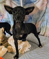 River, a female Chihuahua for sale in Lebanon, MO – 2 of 5