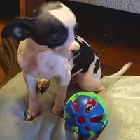 Traveler, a male Chihuahua for sale in Lebanon, MO – Photo 1 of 7