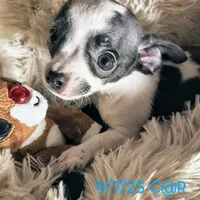 Traveler, a male Chihuahua for sale in Lebanon, MO – Photo 3 of 7