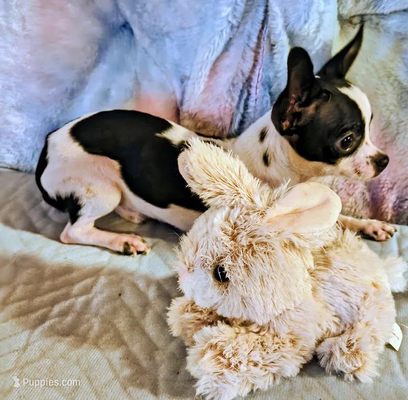 Traveler – Chihuahua puppy for sale in Lebanon, MO