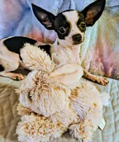 Traveler, a male Chihuahua for sale in Lebanon, MO – 5 of 6
