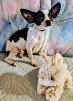 Traveler, a male Chihuahua for sale in Lebanon, MO – 6 of 6
