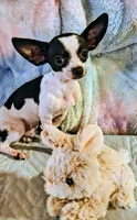 Traveler, a male Chihuahua for sale in Lebanon, MO – 3 of 6