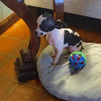 Traveler, a male Chihuahua for sale in Lebanon, MO – Photo 2 of 7