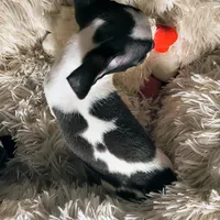 Traveler, a male Chihuahua for sale in Lebanon, MO – Photo 5 of 7