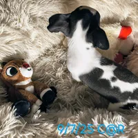 Traveler, a male Chihuahua for sale in Lebanon, MO – Photo 7 of 7