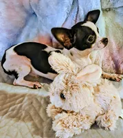 Traveler, a male Chihuahua for sale in Lebanon, MO – 4 of 6