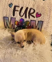 Tabolt, a male Chihuahua for sale in Lebanon, MO – 4 of 6