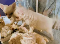 Morning Star, a female Chihuahua for sale in Lebanon, MO – 3 of 4