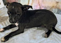 Meadow, a female Chihuahua for sale in Lebanon, MO – 3 of 4
