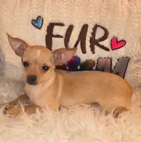Chad, a male Chihuahua for sale in Lebanon, MO – 2 of 4
