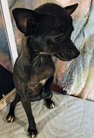 River, a female Chihuahua for sale in Lebanon, MO – 5 of 5