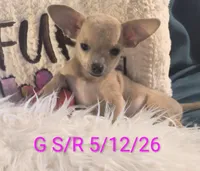 Stormys Princess LC, a female Chihuahua for sale in Lebanon, MO – 4 of 7