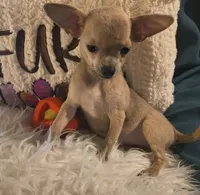 Stormys Princess LC, a female Chihuahua for sale in Lebanon, MO – 6 of 7