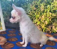 Morning Star, a female Chihuahua for sale in Lebanon, MO – 2 of 5