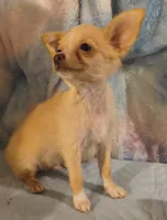 Rimi, a male Chihuahua for sale in Lebanon, MO – 2 of 4