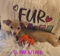 Rosie, a female Chihuahua for sale in Lebanon, MO – 6 of 6