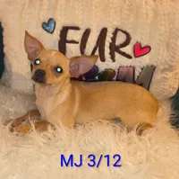 Chad, a male Chihuahua for sale in Lebanon, MO – 3 of 4