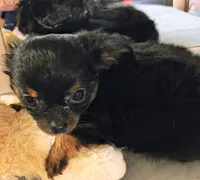 Precious , a female Chihuahua for sale in Lebanon, MO – 3 of 6