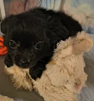 Chiefs Ransom , a male Chihuahua for sale in Lebanon, MO – 4 of 6